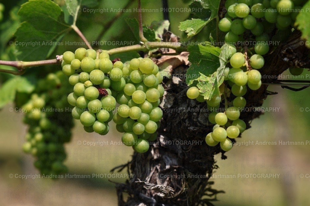 Weintrauben | Weintrauben im Saale-Unstrut-Weinbaugebiet - Realisiert mit Pictrs.com
