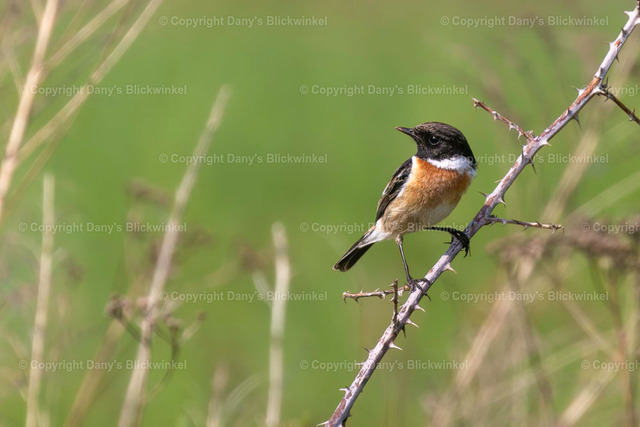 201894 | Tierfotografie, Tierkalender, Tierbilder, Insekten, Spinnen, Vögel, Schmetterling, Libellen, Leinwand, Colorkey, Qualität, Geschenkartikel, Geschenk - Realisiert mit Pictrs.com