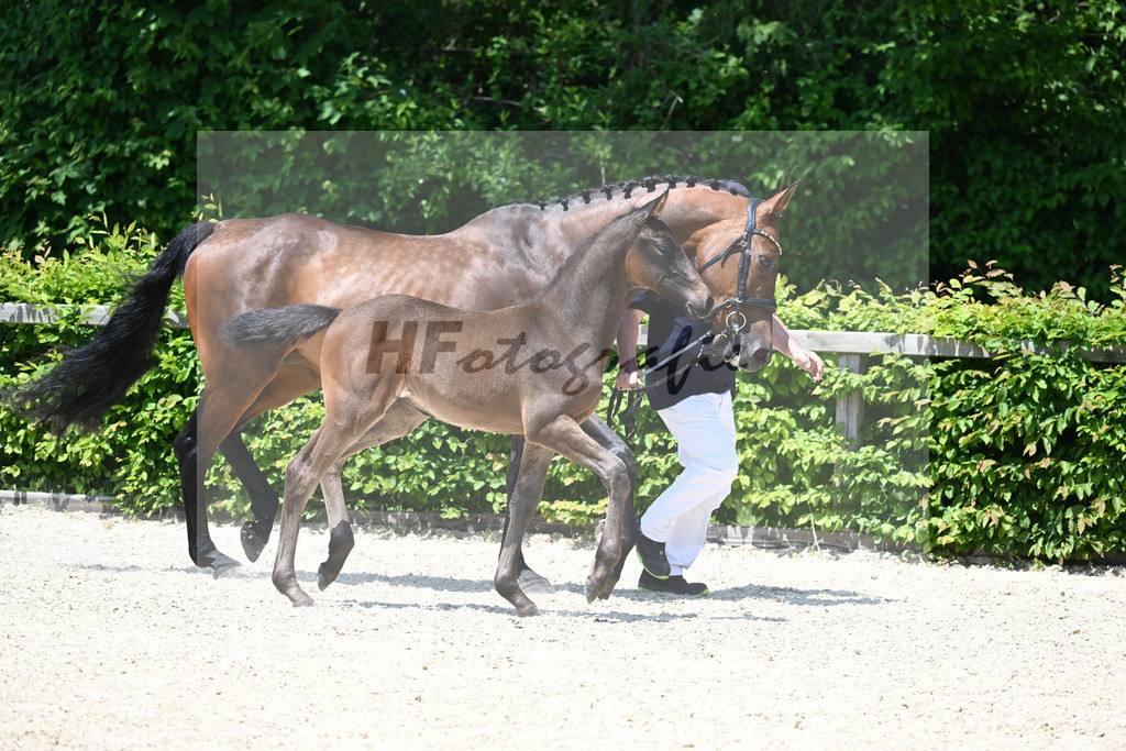 Kat-Nr. 17 SF Chubakko_Mayer_15230429 | hf-fotografie - Realisiert mit Pictrs.com