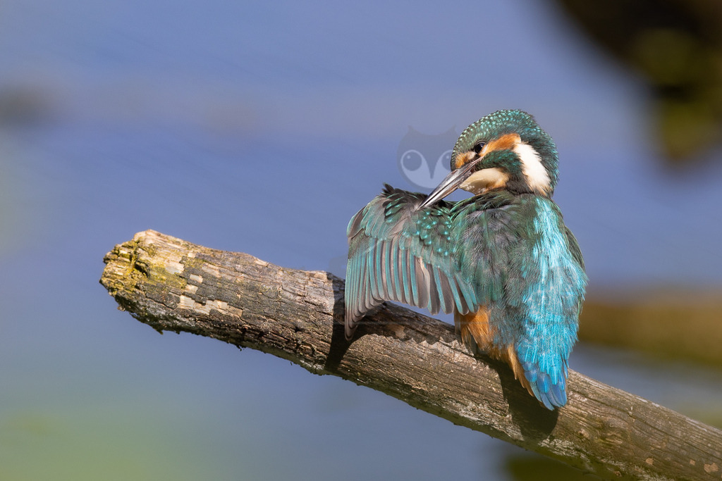 20220624152953 | Das Bild zeigt einen Eisvogel (Alcedo atthis), der auf einem Ast sitzt und sein Gefieder pflegt. Der Vogel hat ein leuchtend blaues und orangefarbenes Gefieder. Er putzt sich mit seinem Schnabel die Federn. - Realisiert mit Pictrs.com