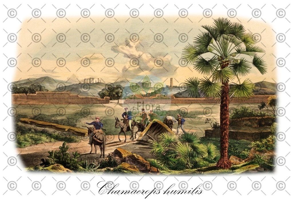 HistAbb_wfo-0000839941_3_ENZY_Simple | Historische Abbildung von Chamaerops humilis - Arecaceae | Historical Illustration of Chamaerops humilis - Arecaceae
