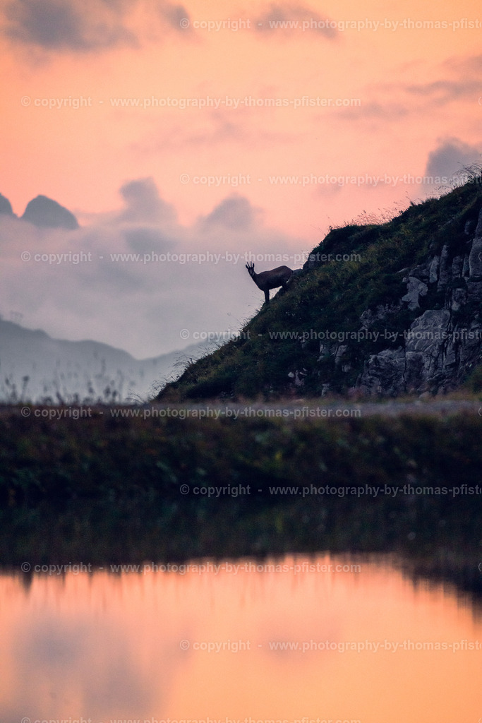 Gämse in Tirol copyright  Thomas Pfister-3 | PHOTOGRAPHY BY THOMAS PFISTER