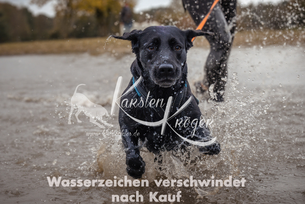 1358_ZZ95172 | kk-dogfotos