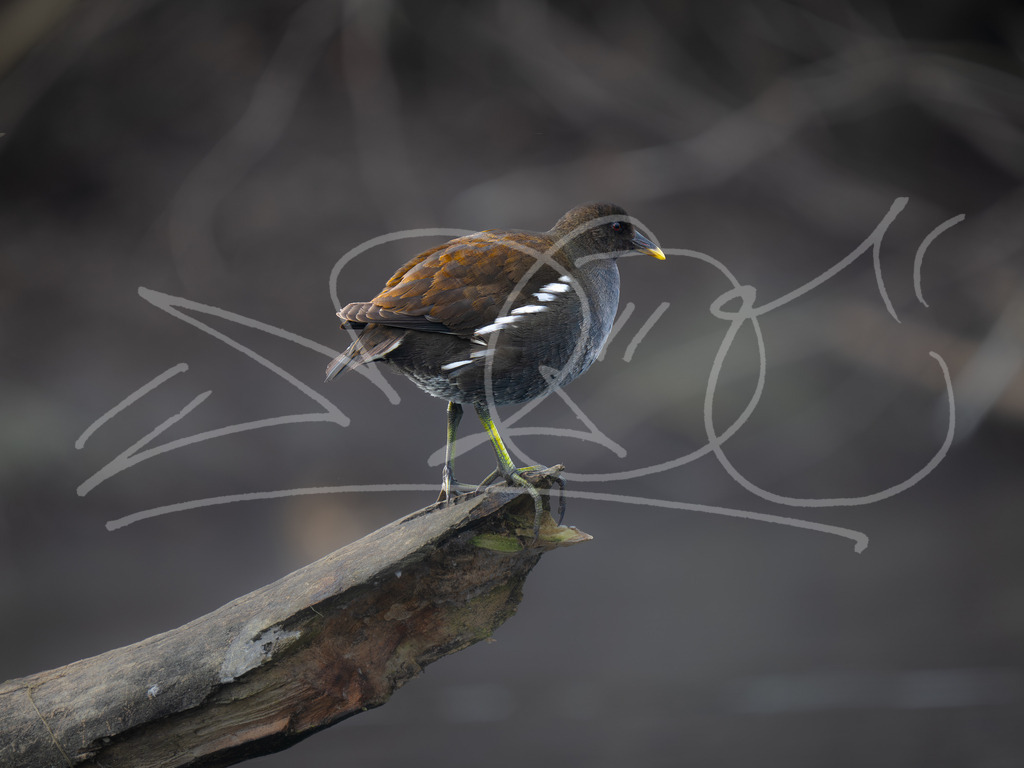 Teichralle jung | Naturschönheiten aus Deutschland. Pflanzen und Tiere, Insekten und Naturschauspiele. Alle schönen Details, die uns umgeben, fotografiert von Michi Moc.  - Realisiert mit Pictrs.com