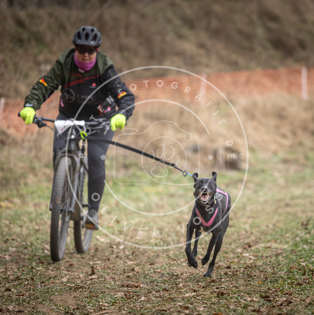 Pfotenfotografie_DV3A5950 | Hundefotografie, Tierfotograf, Pfotenfotografie, Fotoshooting Hund, Hunde Portrait, Hundesport, Hundeportraits, Heideshooting, Hunde, Sportfotograf, Hundefotograf, Turnierhundsport, THS,  - Realisiert mit Pictrs.com