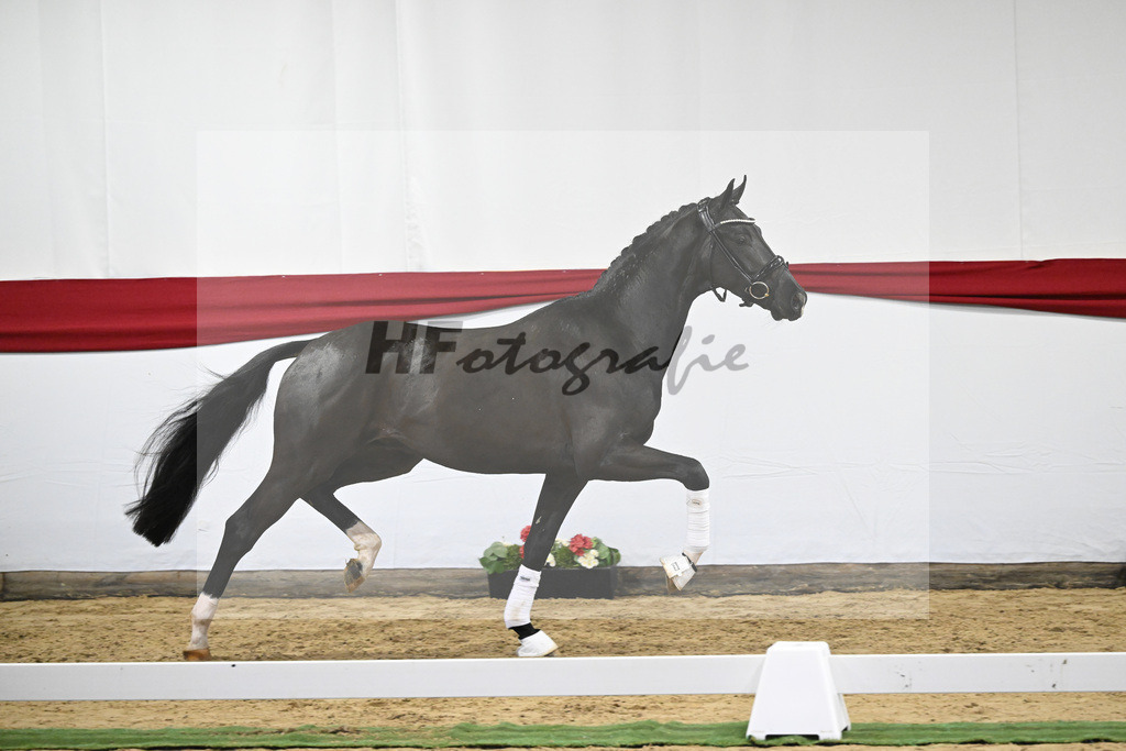 Kat-Nr. 2 v. Fuerst Samarant_Beckmann_63220344 | hf-fotografie - Realizzato con Pictrs.com
