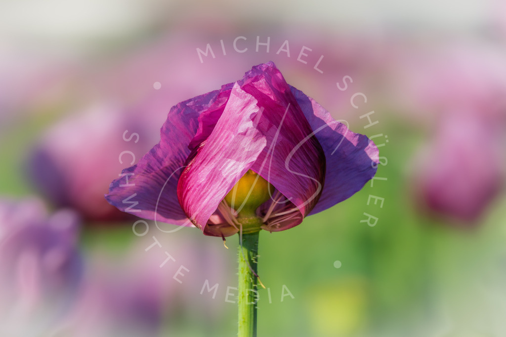 2025-05-20 2025-05-20 Erlenbacher Oelmuehle Mohnblumen 138 | Schwotte Media - Realisiert mit Pictrs.com