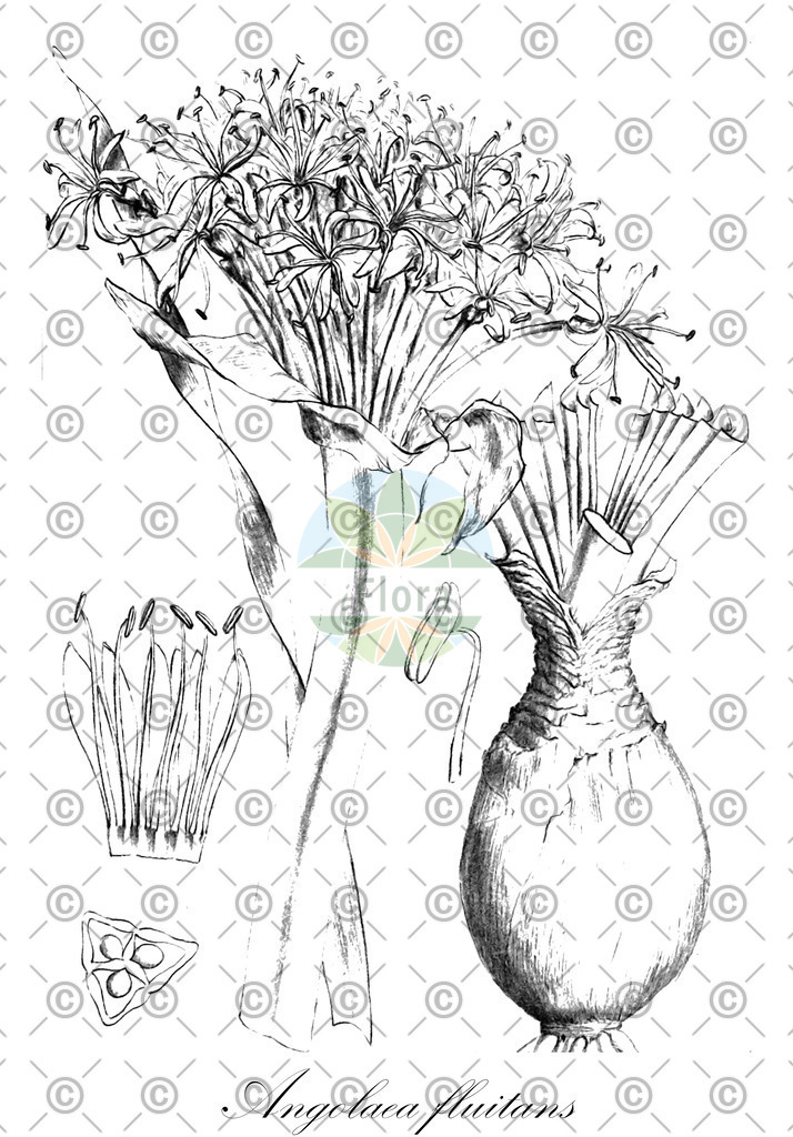 HistAbb_wfo-0000536542_535_ENZY_Simple | Historische Abbildung von Angolaea fluitans - Podostemaceae | Historical Illustration of Angolaea fluitans - Podostemaceae