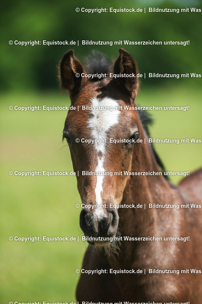 20210617_Fohlen_0178 | Foto: Thomas Hartig