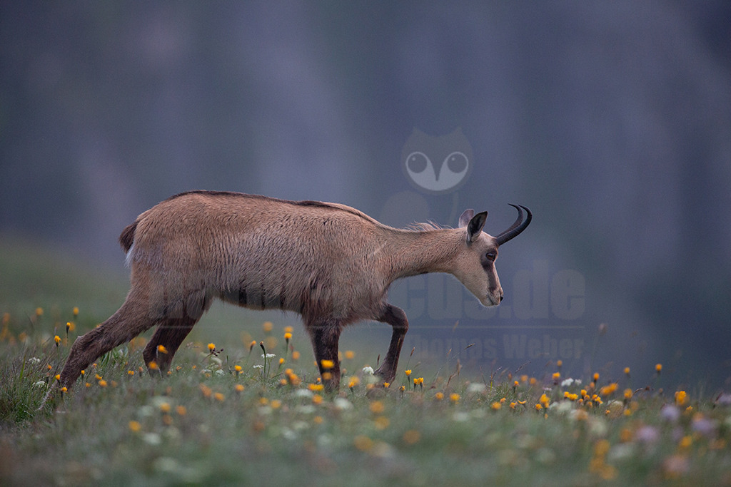 20130705055751-3 | Die Gemse ( Rupicapra rupicapra ) ist ein Huftier, das dank seiner aussergewöhnlichen Anpassungsfähigkeit den extremen Lebensbedingungen im Gebirge gewachsen ist. Die Gemse vereint auf eindrückliche Art Widerstandskraft, Gewandtheit und Robustheit. Während sie früher in die schwer zugänglichen Gebirgsmassive zurückgedrängt wurde, ist sie heute in Wäldern mittlerer Höhe und gar in tiefen Lagen stark verbreitet. - Realisiert mit Pictrs.com