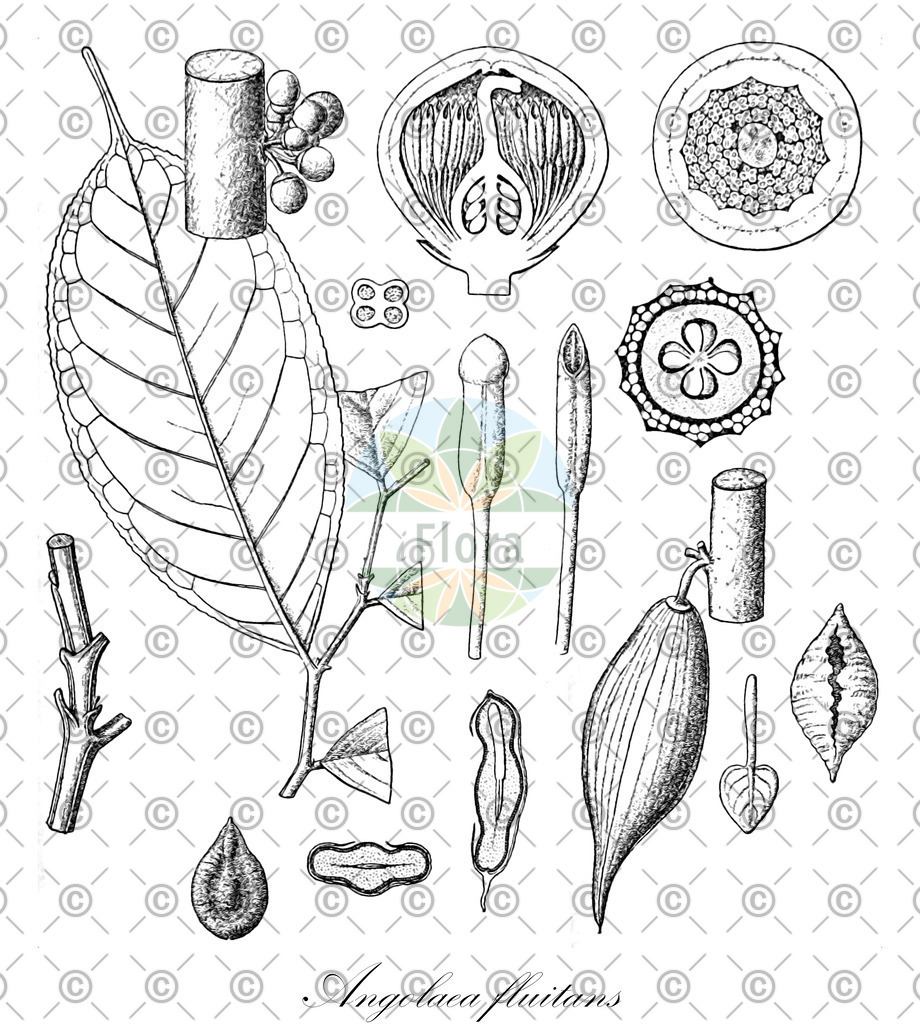 HistAbb_wfo-0000536542_155_ENZY_Simple | Historische Abbildung von Angolaea fluitans - Podostemaceae | Historical Illustration of Angolaea fluitans - Podostemaceae