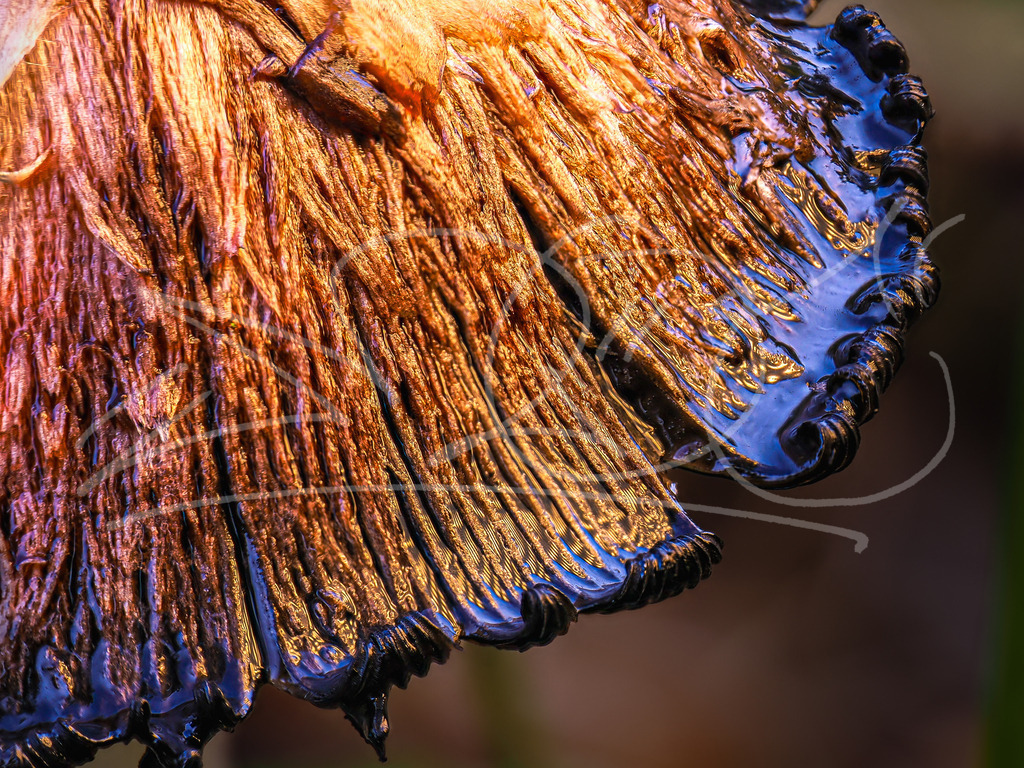 Tintling | Naturschönheiten aus Deutschland. Pflanzen und Tiere, Insekten und Naturschauspiele. Alle schönen Details, die uns umgeben, fotografiert von Michi Moc.  - Realisiert mit Pictrs.com