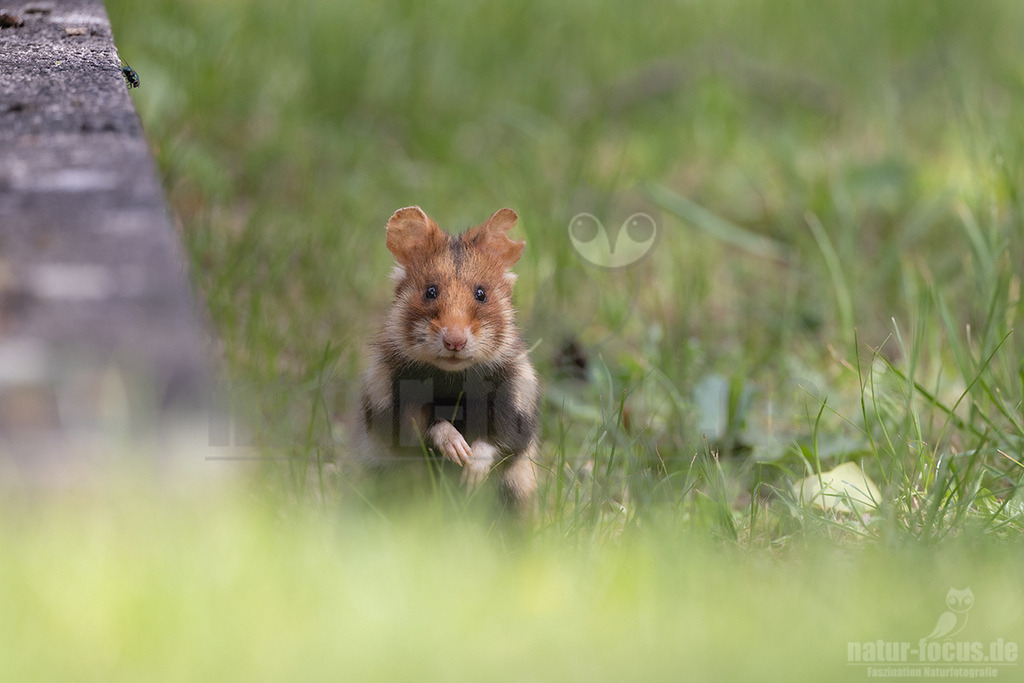 R5NF3834_20240511 | Der Feldhamster (Cricetus cricetus) ist die einzige Art der Gattung Hamster in Europa und etwa so groß wie ein Meerschweinchen. Er legt einen weit verzweigten Bau unter dem Acker an. Der hübsche Nager ernährt sich von Getreide und anderen Feldfrüchten und hält von circa Oktober bis April einen festen Winterschlaf. - Realisiert mit Pictrs.com