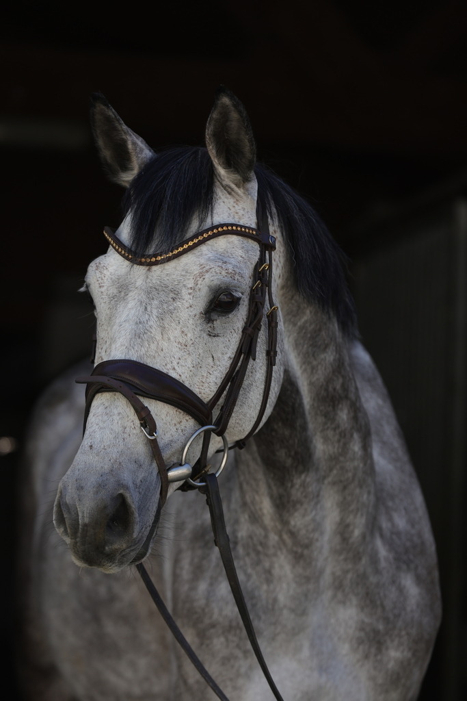 0P6A8959 | Willkommen bei Brunnmayr - Design & Fotografie – Ihrem Spezialisten für Reitturniere und Pferdeveranstaltungen in Oberösterreich, Salzburg und Bayern! Seit über 17 Jahren sind wir leidenschaftlich dabei.