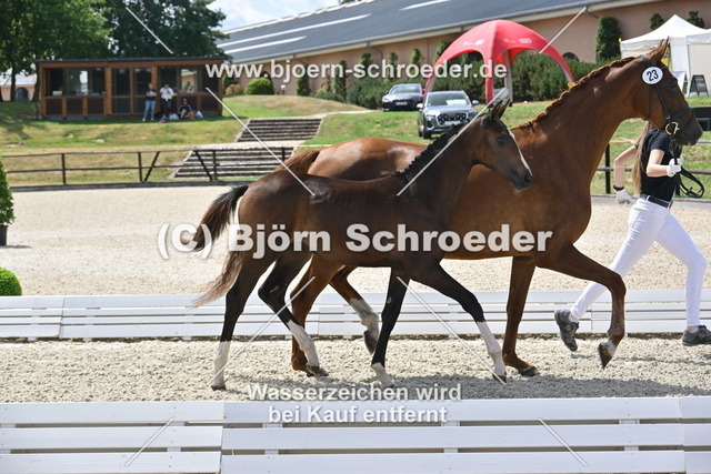 23_Secret - Bon Courage_935_1716 | Björn Schroeder Pferdefotografie