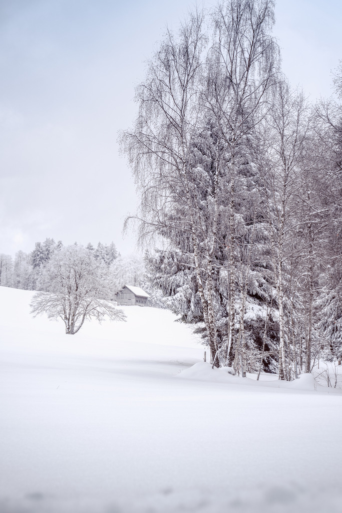 Zugerberg 1 | Winter Wunderland - Realisiert mit Pictrs.com