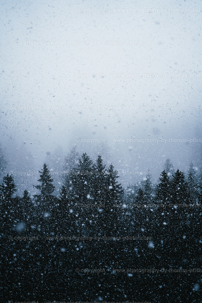 Schneefall im Wald copyright  Thomas Pfister-1 | PHOTOGRAPHY BY THOMAS PFISTER