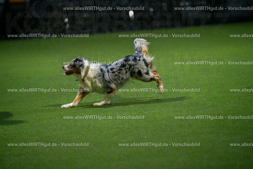 7R509562 | Professionelle Tierfotografie in Mönchengladbach von Daniel Wirth (allesWIRTHgut). Liebevolle & natürliche Bilder von Hunden & Katzen für unvergessliche Erinnerungen.
