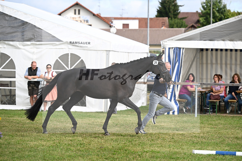 Kat-Nr. 34 Black Besinda H.S. v. Dancier Gold_Becker_30250847 | hf-fotografie - Realisiert mit Pictrs.com