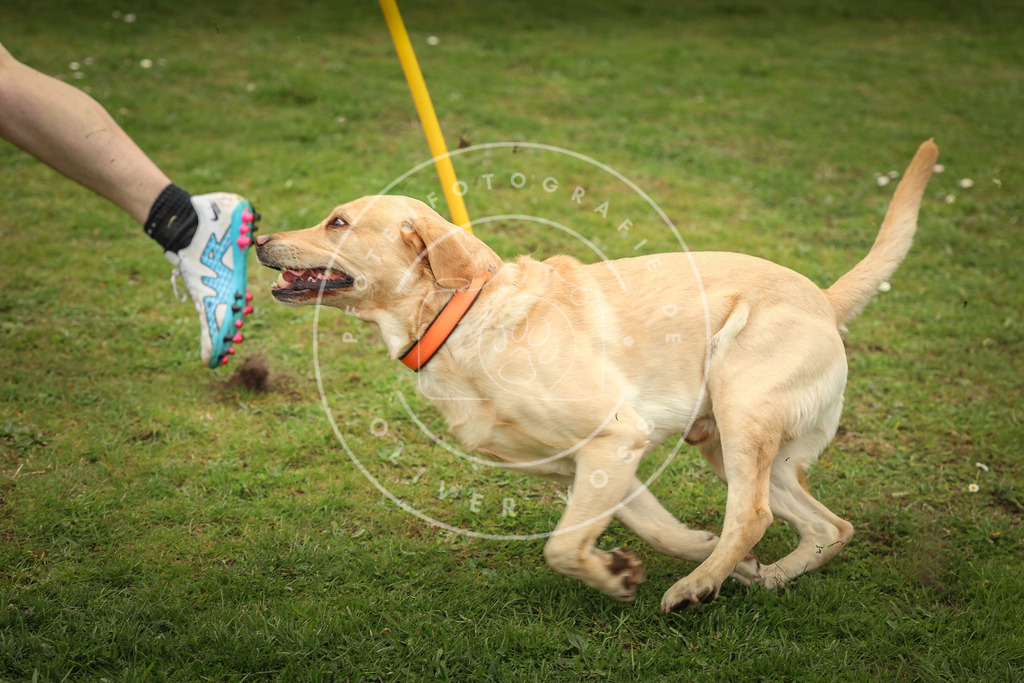 Pfotenfotografie_0L8A1669 | Hundefotografie, Tierfotograf, Pfotenfotografie, Fotoshooting Hund, Hunde Portrait, Hundesport, Hundeportraits, Heideshooting, Hunde, Sportfotograf, Hundefotograf, Turnierhundsport, THS,  - Realisiert mit Pictrs.com