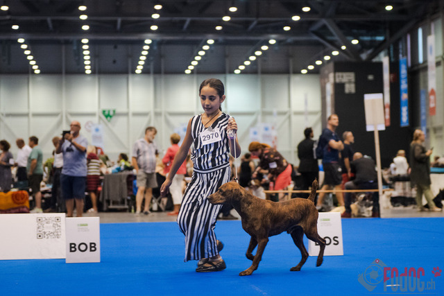 World Dog Show | World Dog Show 2023 im Palexpo in Genf 23.08.2023 Foto: Leo Wyden