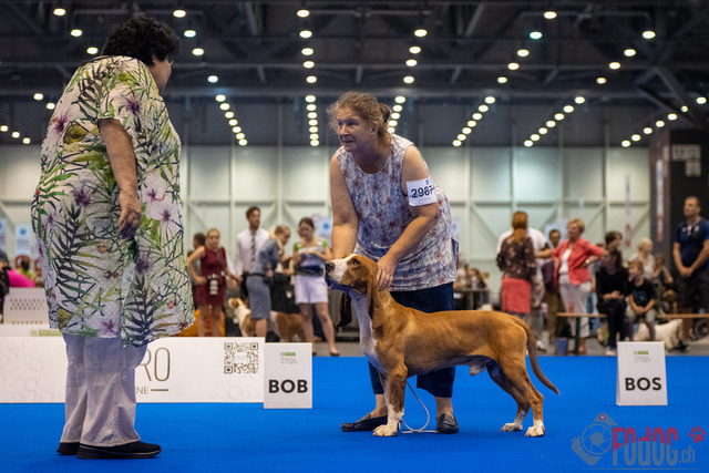 World Dog Show | World Dog Show 2023 im Palexpo in Genf 23.08.2023 Foto: Leo Wyden