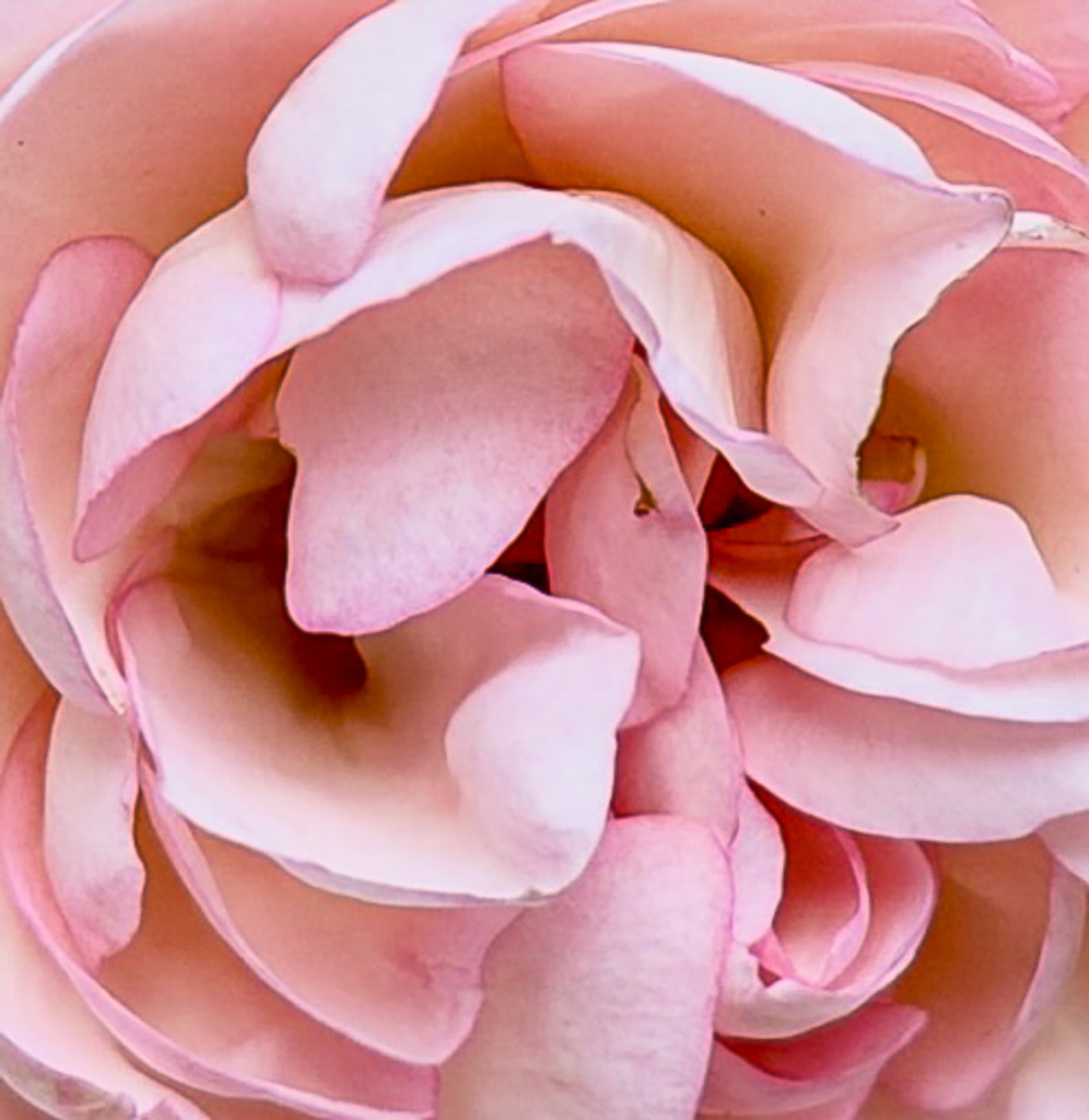 Soft Pink Peony Macro Floral Art | An elegant, high-resolution close-up photograph of a soft pink peony flower. The extreme macro crop highlights the delicate, velvety texture of the overlapping petals and creates a romantic, dreamlike atmosphere. Perfect as fine art wall decor for bedrooms, living spaces, or modern salons. - Realisiert mit Pictrs.com