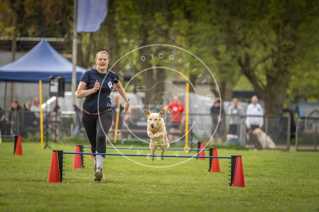 Pfotenfotografie_DV3A5813 | Hundefotografie, Tierfotograf, Pfotenfotografie, Fotoshooting Hund, Hunde Portrait, Hundesport, Hundeportraits, Heideshooting, Hunde, Sportfotograf, Hundefotograf, Turnierhundsport, THS,  - Realisiert mit Pictrs.com