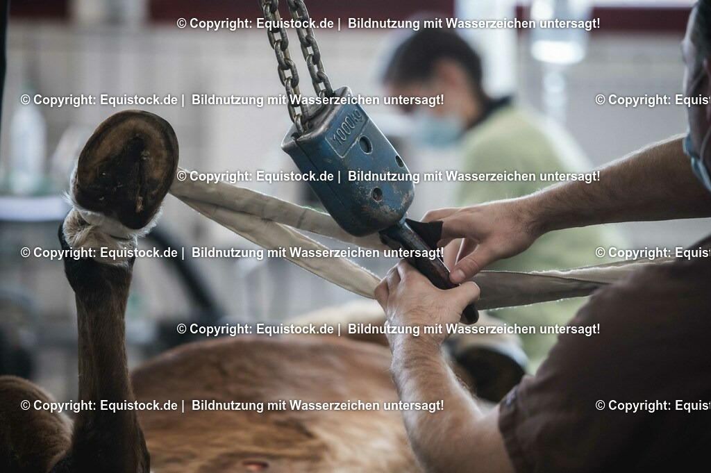 20201126_Sarkoid-Entfernung_0027 | equistock