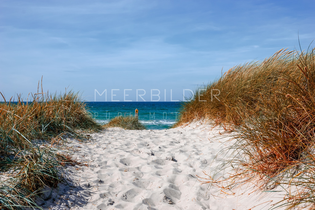 Dünenweg zum Weststrand // Dünenbilder Ostsee | Der Weststrand auf dem Darß. Strandweg durch die Dünen mit leicht verfärbten Dünenhafer und Blick auf die azurblaue Ostsee im Hintergrund. Ein wunderbares Ostseemotiv, dass den Moment und die Schritte durch den weichen Zuckersand fast spürbar machen.

Wir empfehlen Ihnen dieses Bild auf unserem Leinwand-Klassiker, Alu-Dibond oder in Acrylglas.
