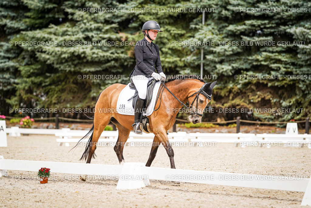 DSC04465 | Pferdegrafie