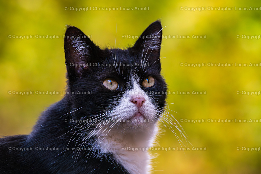 0006 | bildkomponist - Realisiert mit Pictrs.com