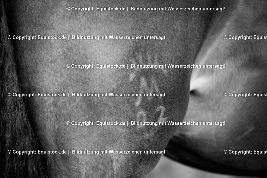 20150313_TOMsPiC_0057 | equistock