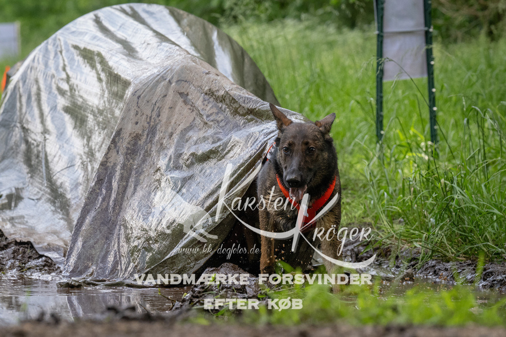1147_ZZ94498 | kk-dogfotos