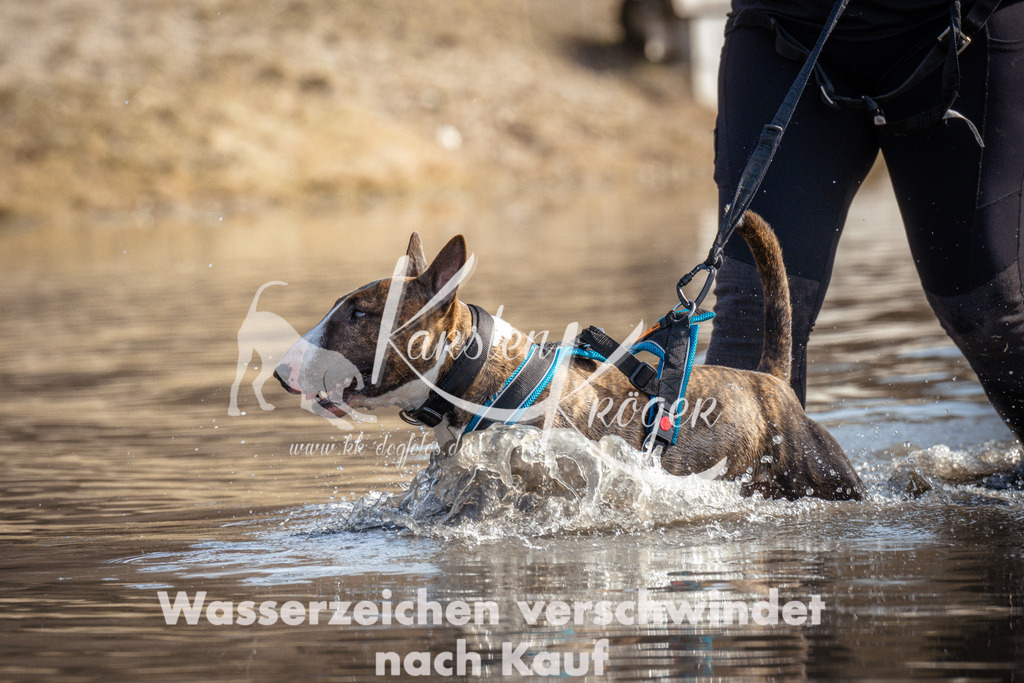1159_ZZ97944 | kk-dogfotos