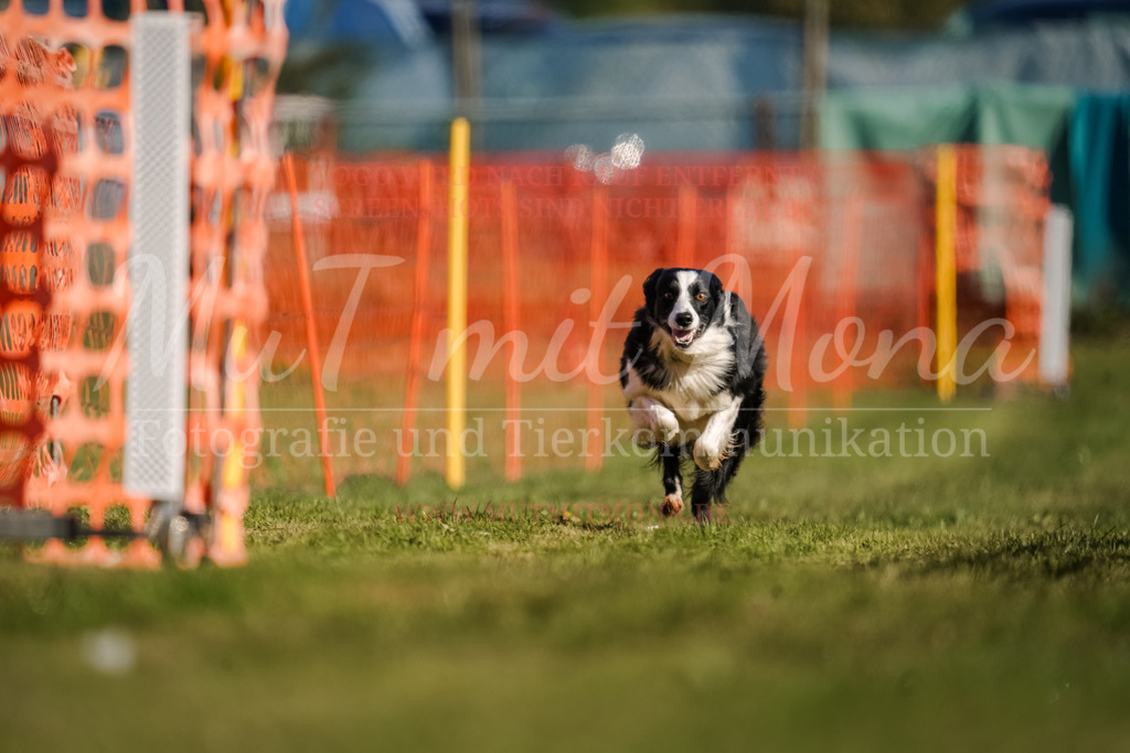 20250928_Hunderennen-141 | MuT (Mensch und Tier) mit Mona - Fotografie und Tierkommunikation - Realisiert mit Pictrs.com