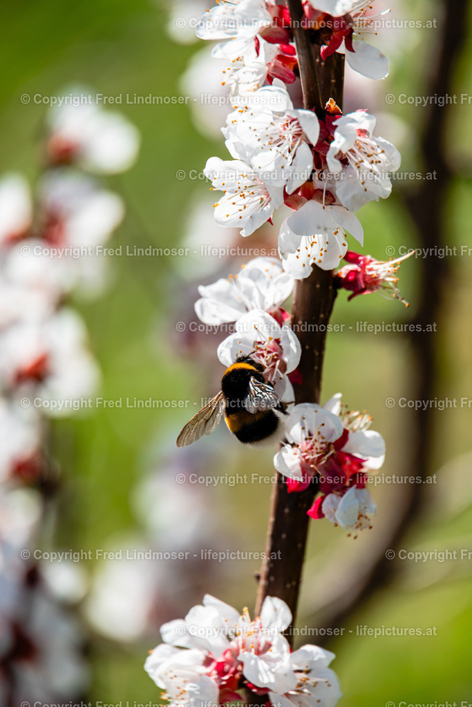Wachau 04042025 _ Fred Lindmoser-6952 | Fotos und Fotoprodukte - Realisiert mit Pictrs.com