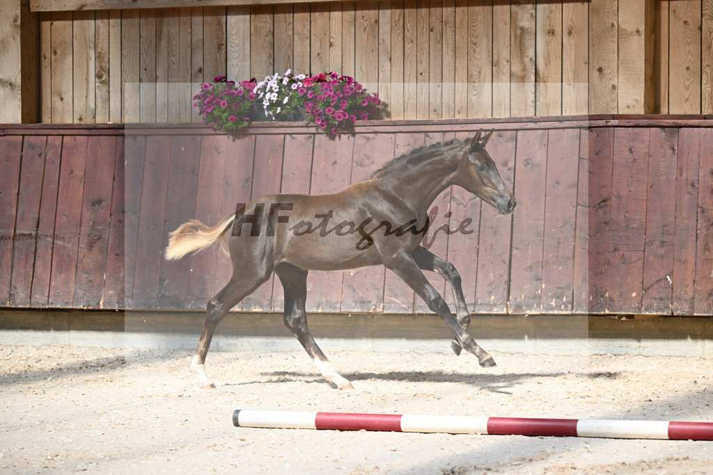Kat-Nr. 5 SF Bon Esprit x Millennium_Gebler_32240089 | hf-fotografie - Realisiert mit Pictrs.com