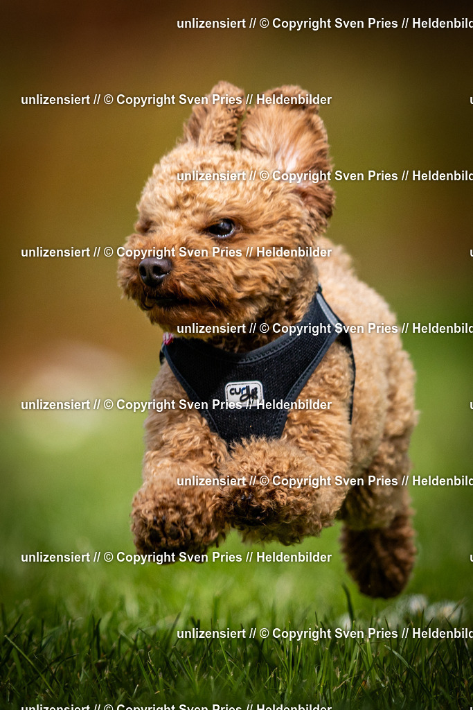 Sven Pries | 2025-04-13 - Hunderennen Baden-Baden - Realisiert mit Pictrs.com