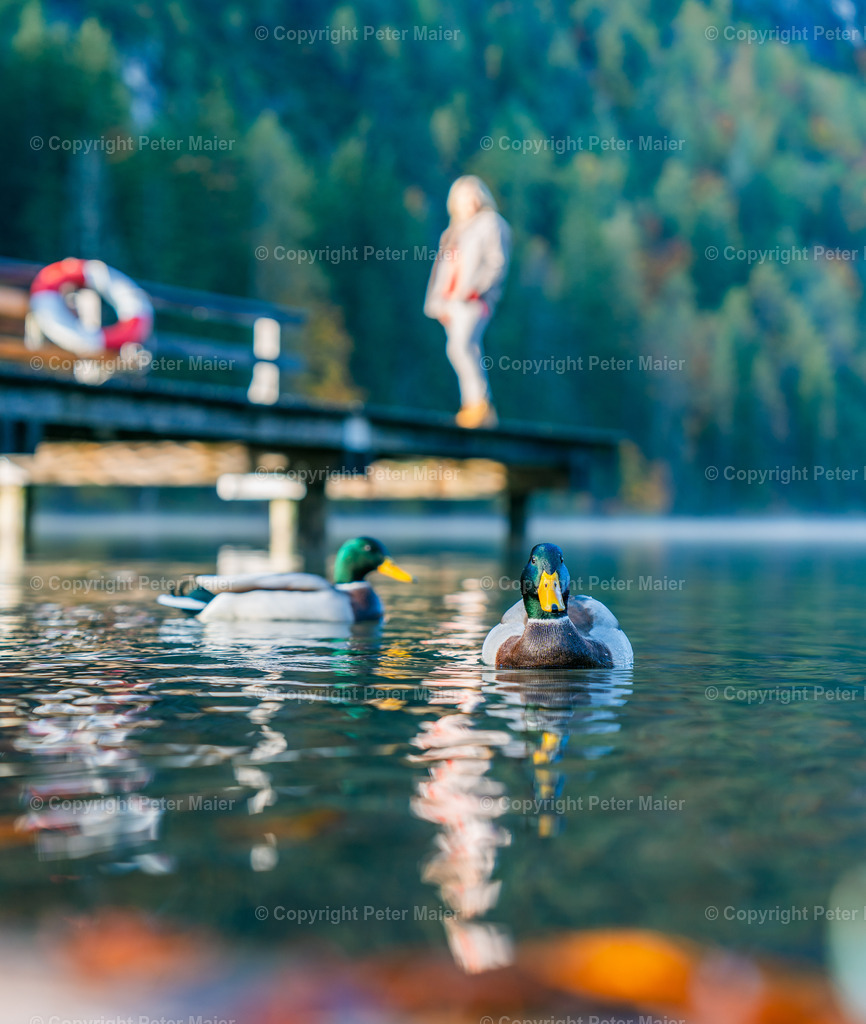TristacherSee_Herbst_2023-742 | piet_flosse