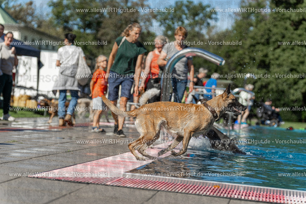 Hundeschwimmen_Volksbad_2026-allesWIRTHgut_Tierfotografie-2609061129-103909-7R509658 | Professionelle Tierfotografie in Mönchengladbach von Daniel Wirth (allesWIRTHgut). Liebevolle & natürliche Bilder von Hunden & Katzen für unvergessliche Erinnerungen.