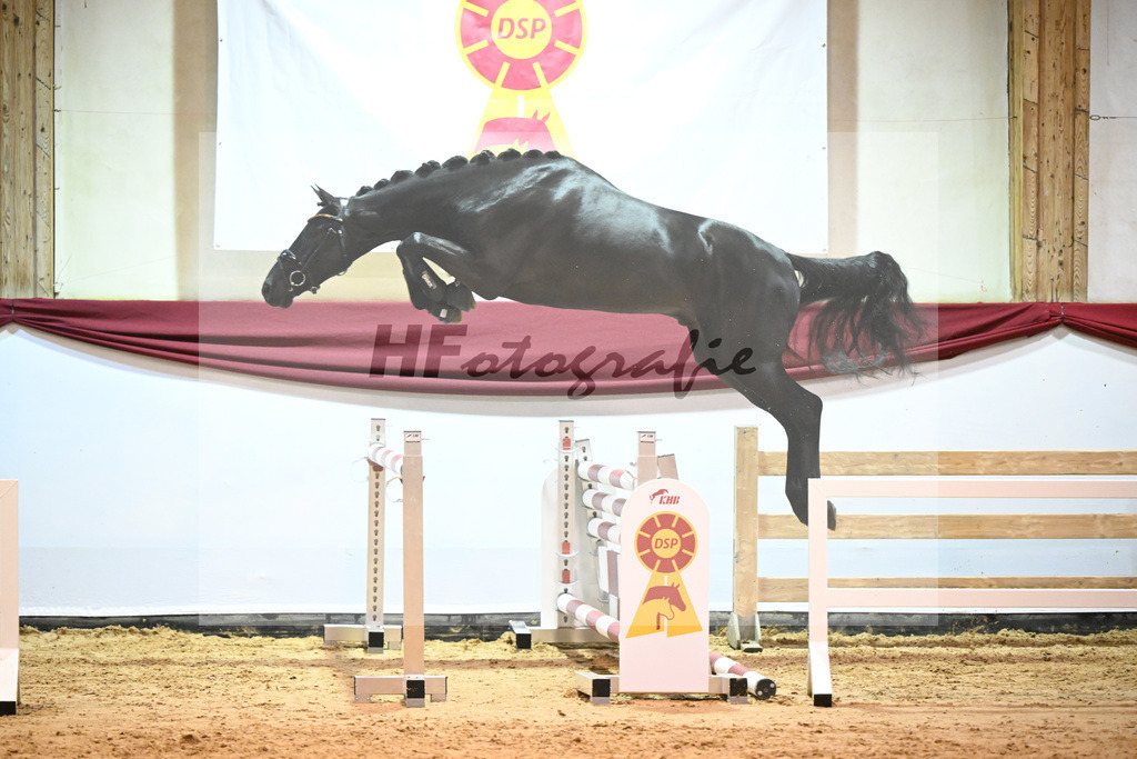 Kat-Nr. 43 Monator vd Radstake x Aganix Du Seigneur_Schep_47241231 | hf-fotografie - Realizzato con Pictrs.com