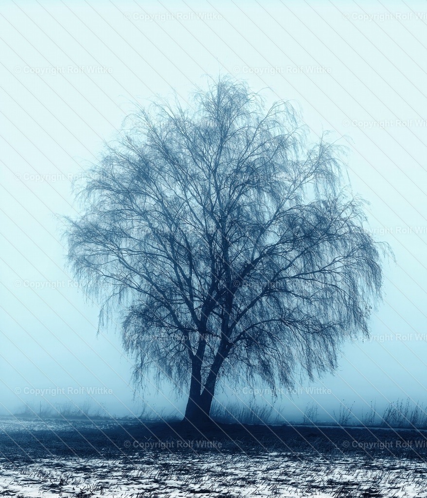 baum im nebel | Rolf Wittke  - Realisiert mit Pictrs.com