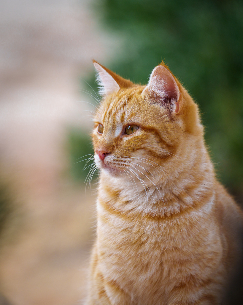 allesWIRTHgut Tierfotografie - 7IV09322 | Professionelle Tierfotografie in Mönchengladbach von Daniel Wirth (allesWIRTHgut). Liebevolle & natürliche Bilder von Hunden & Katzen für unvergessliche Erinnerungen.