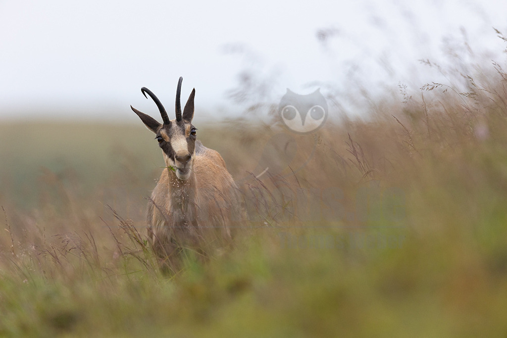 20210724185220-2 | Die Gemse ( Rupicapra rupicapra ) ist ein Huftier, das dank seiner aussergewöhnlichen Anpassungsfähigkeit den extremen Lebensbedingungen im Gebirge gewachsen ist. Die Gemse vereint auf eindrückliche Art Widerstandskraft, Gewandtheit und Robustheit. Während sie früher in die schwer zugänglichen Gebirgsmassive zurückgedrängt wurde, ist sie heute in Wäldern mittlerer Höhe und gar in tiefen Lagen stark verbreitet. - Realisiert mit Pictrs.com