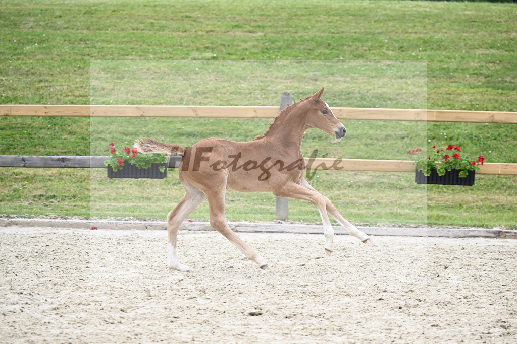Kat-Nr. 39 SF DSP Feliciano_Schmidt_17231070 | hf-fotografie - Realizzato con Pictrs.com