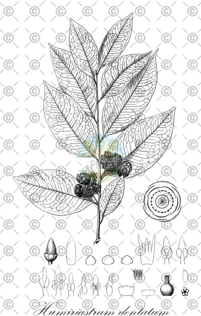 HistAbb_EMP_93463_1_SIMPLE | Historische Abbildung von Humiriastrum dentatum - Humiriaceae | Historical Illustration of Humiriastrum dentatum - Humiriaceae