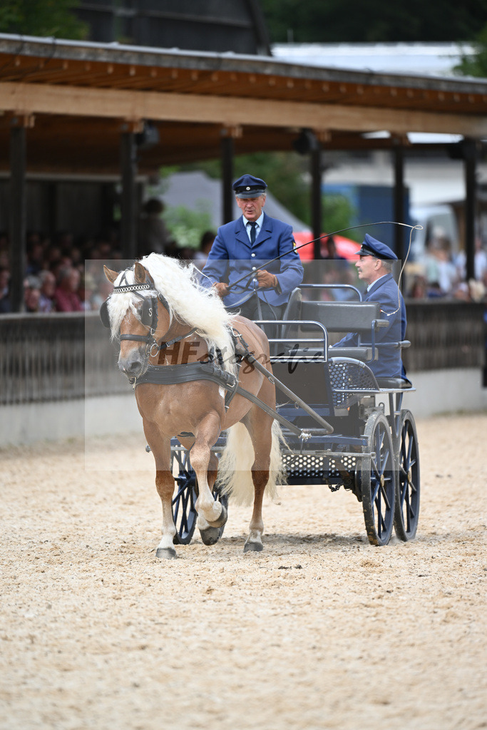 Haflinger in der Arbeit_36240509 | hf-fotografie - Realisiert mit Pictrs.com