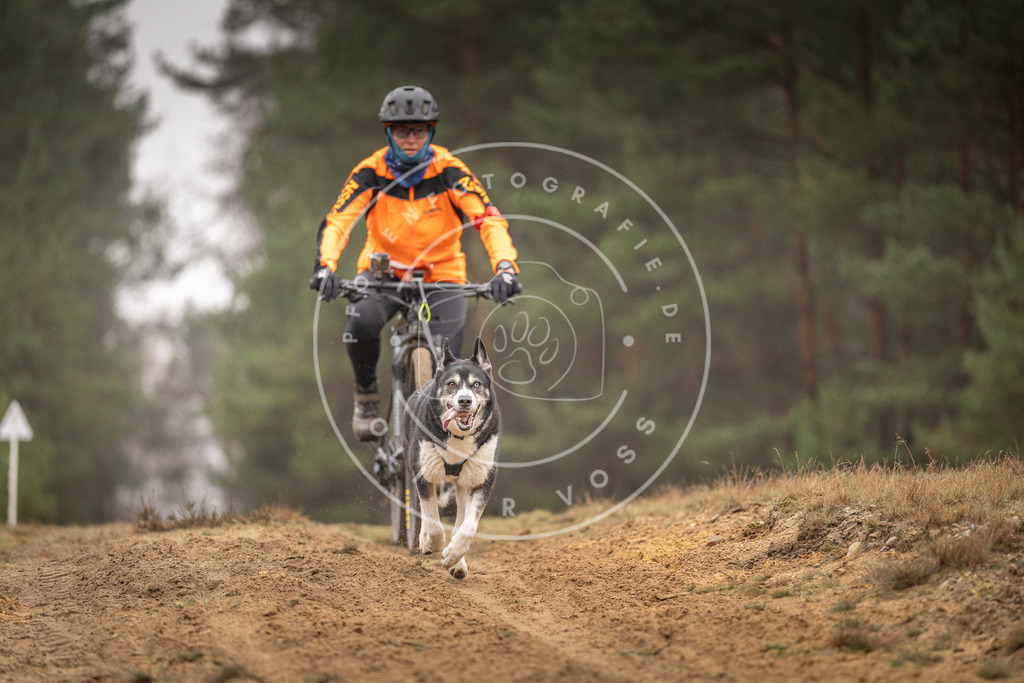 Pfotenfotografie_DV3A3740 | Hundefotografie, Tierfotograf, Pfotenfotografie, Fotoshooting Hund, Hunde Portrait, Hundesport, Hundeportraits, Heideshooting, Hunde, Sportfotograf, Hundefotograf, Turnierhundsport, THS,  - Realisiert mit Pictrs.com