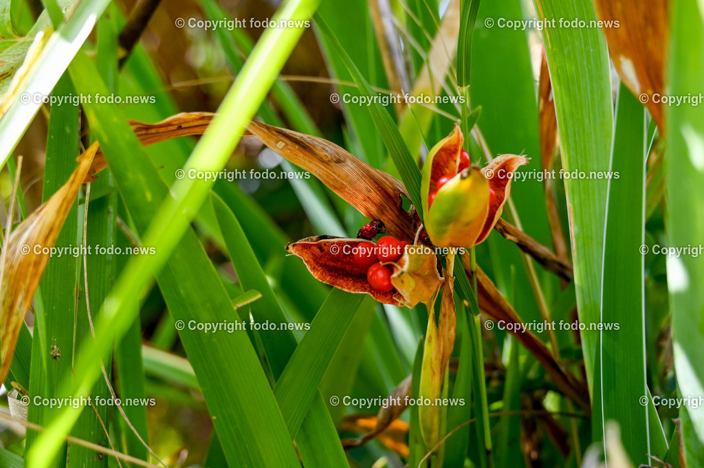 Arboretum von Trsteno_ Kroatien_ 11.10.2023-137 | 11.10.2023, Kroatien, HRV, Trsteno im Bild Arboretum, Trsteno, Hafen, Pflanzen, Brunnen, Neptunbrunnen, Wege, Palmen, Eukalyptus, Lorbeer, Kakteen, Zitrus, Oliven, Filmkulisse Game of Thrones

Das Arboretum von Trsteno befindet sich etwa 18 Kilometer nordwestlich der Stadt Dubrovnik im Sueden Kroatiens. Als einziges Arboretum an der oestlichen Adria-Kueste stellt es die aelteste Sammlung exotischer Baeume und Pflanzen des Landes dar.
Die Gartenanlage befindet sich entlang der Kuestenstraße zwischen den Ortschaften Orašac und Slano.
Quelle: Wikipedia